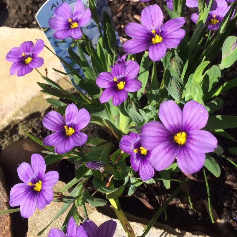 Plant image Sisyrinchium 'Sapphire'