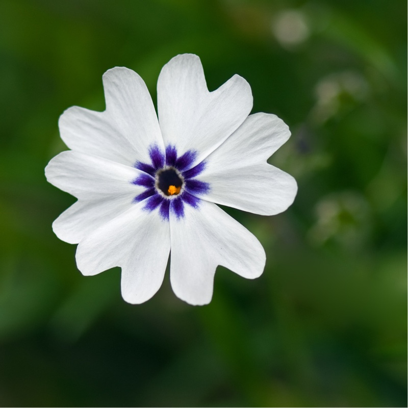 Plant image Phlox subulata 'Bavaria'