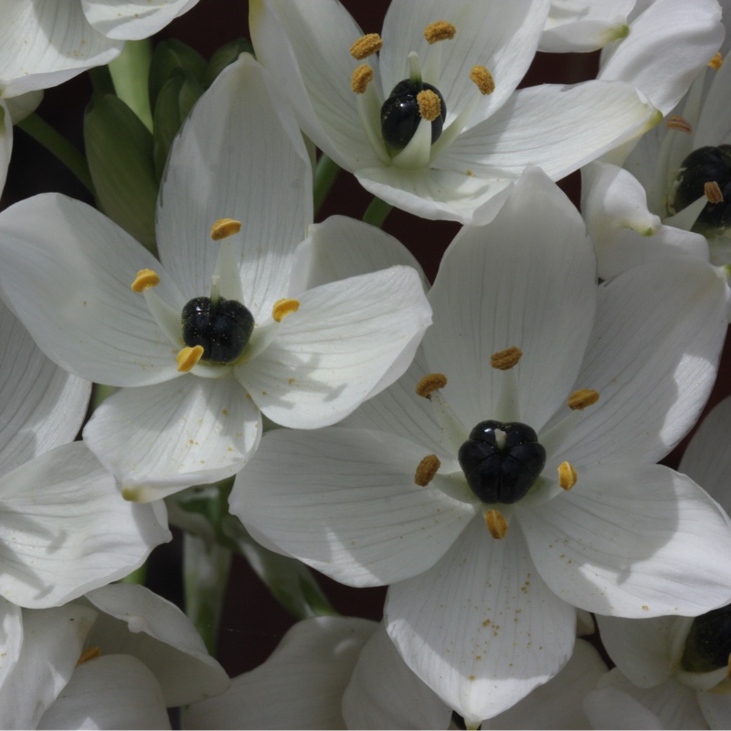 plant image 150661