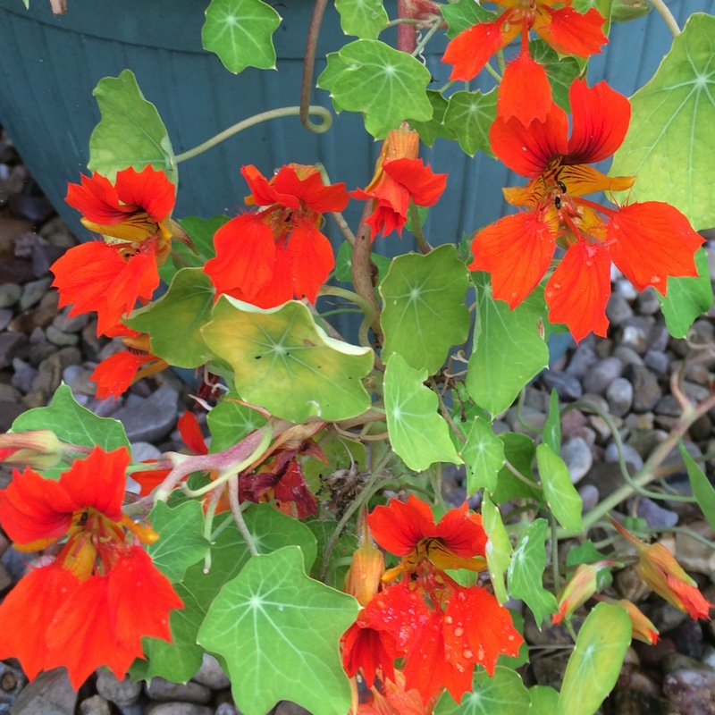 Plant image Tropaeolum minus 'Phoenix'