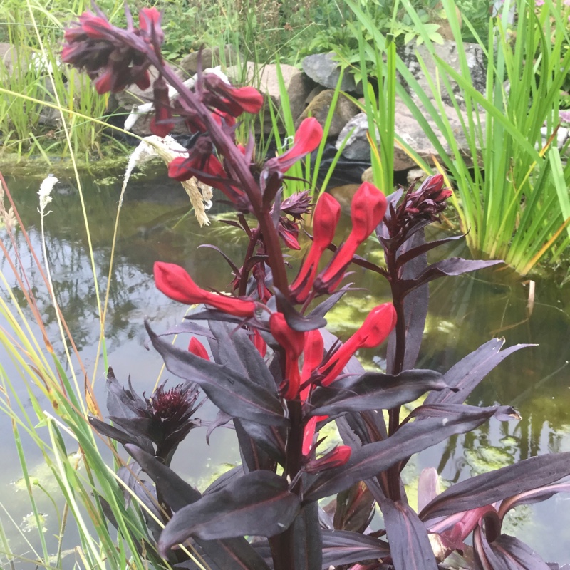 plant image 182653 plant image 182653
