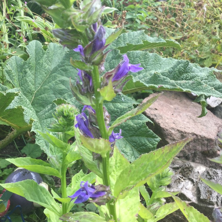 Plant image Lobelia siphilitica 'Blue'