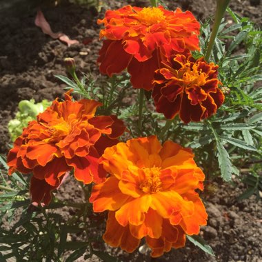 Tagetes patula hybrids