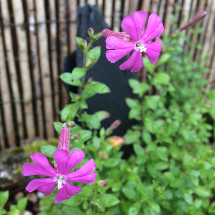 Plant image Silene Schafta