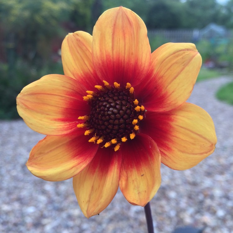 Plant image Dahlia 'Sunshine'