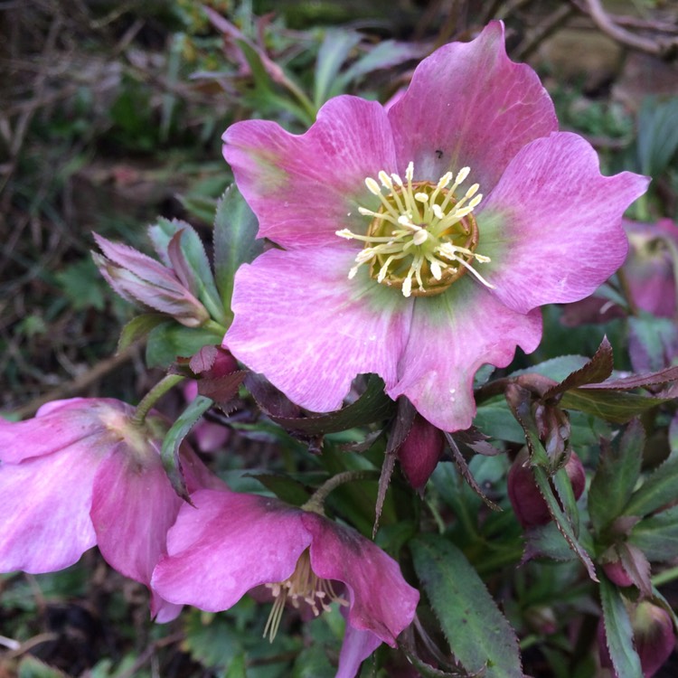 plant image 318356