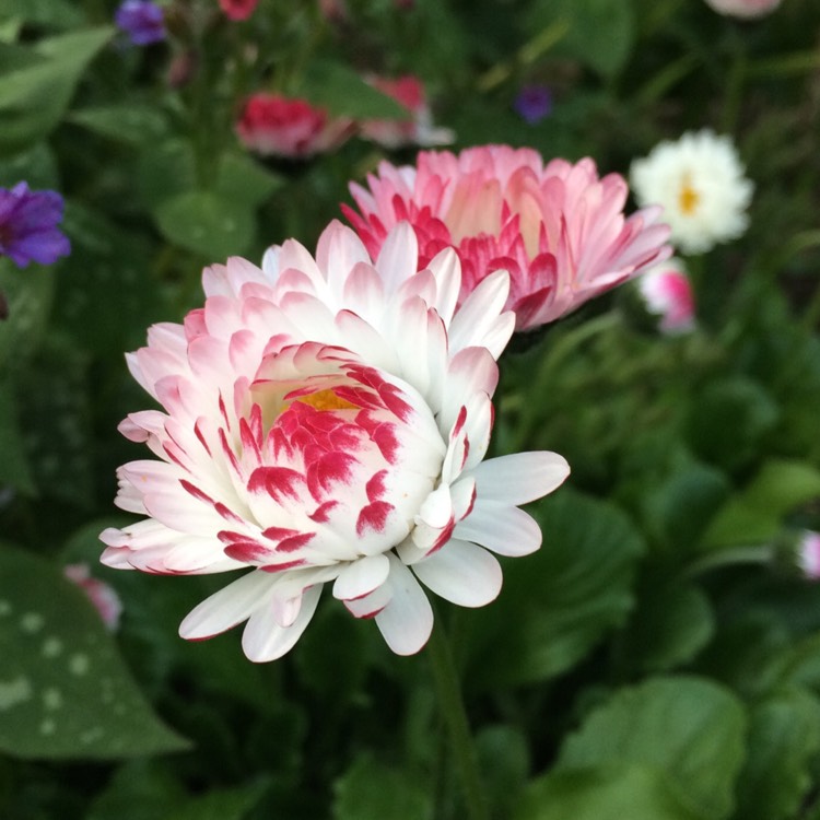 plant image 374893