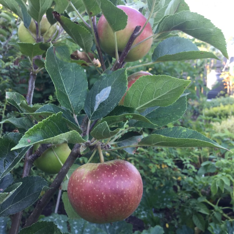 Plant image Malus domestica 'Discovery'