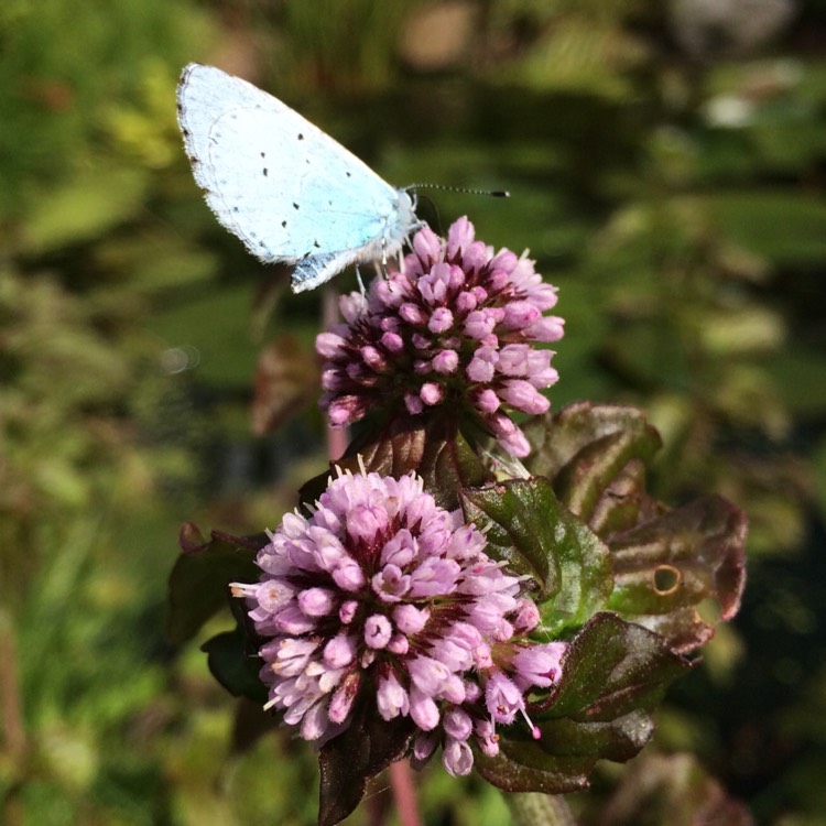 Plant image Mentha aquatica syn. Mentha hirsuta
