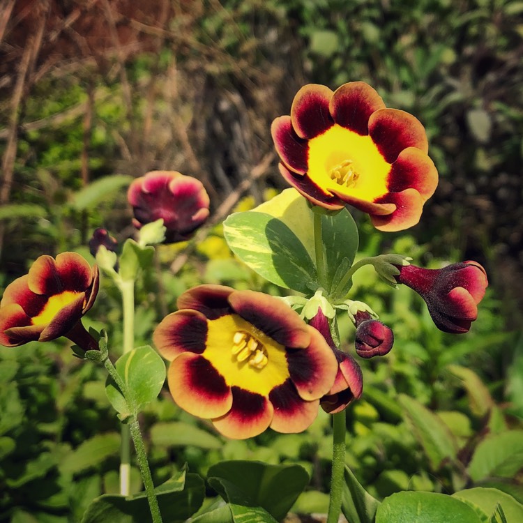plant image 684071
