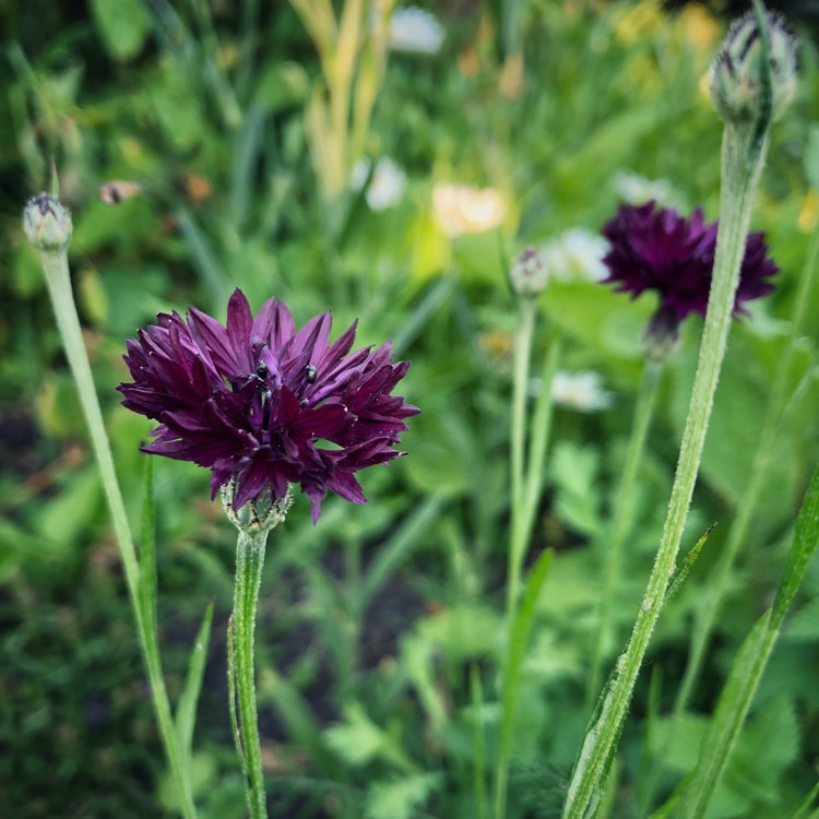 Plant image Centaurea cyanus 'Black Ball'