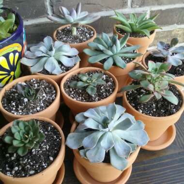 Hector's garden