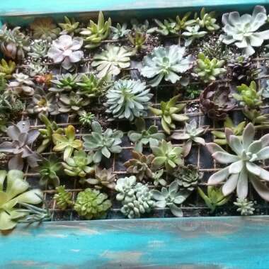 Hector's garden