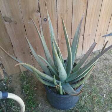 Hector's garden