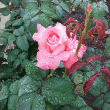 Hector's garden