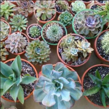Hector's garden