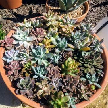 Hector's garden