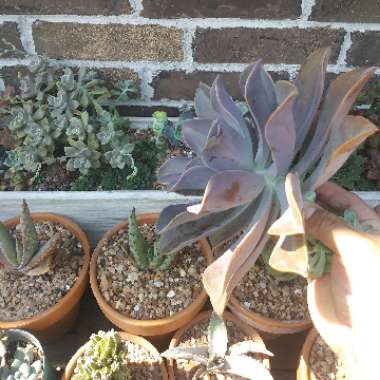 Hector's garden