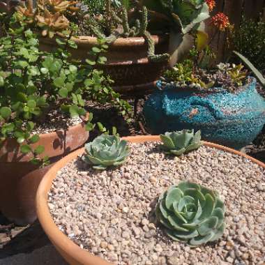 Hector's garden