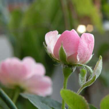 Rosa