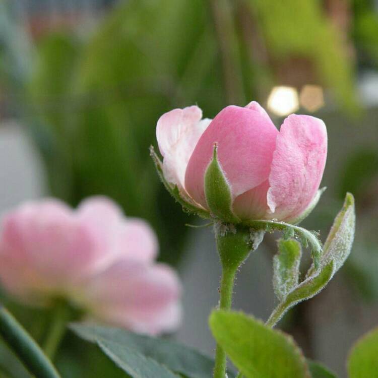 plant image 793412