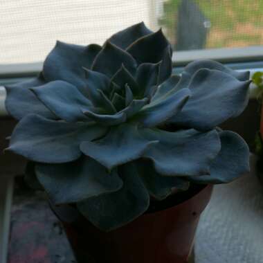 Echeveria 'Morning Beauty'