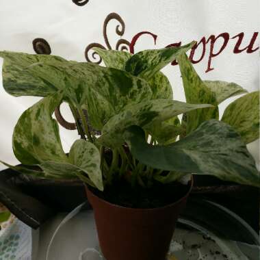 Epipremnum 'Marble Queen'