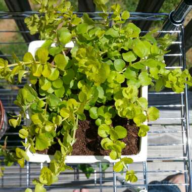 Creeping Jenny 'Goldilocks'