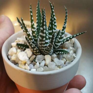 Zebra Cactus 'Big Band'