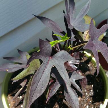 Blackie Sweet Potato Vine