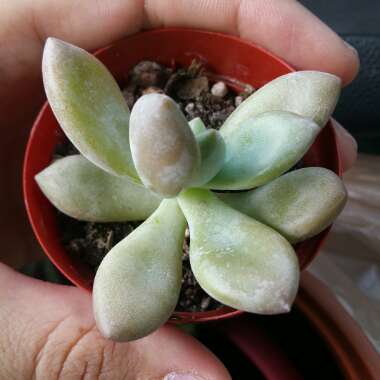 Pachyveria 'Claire'
