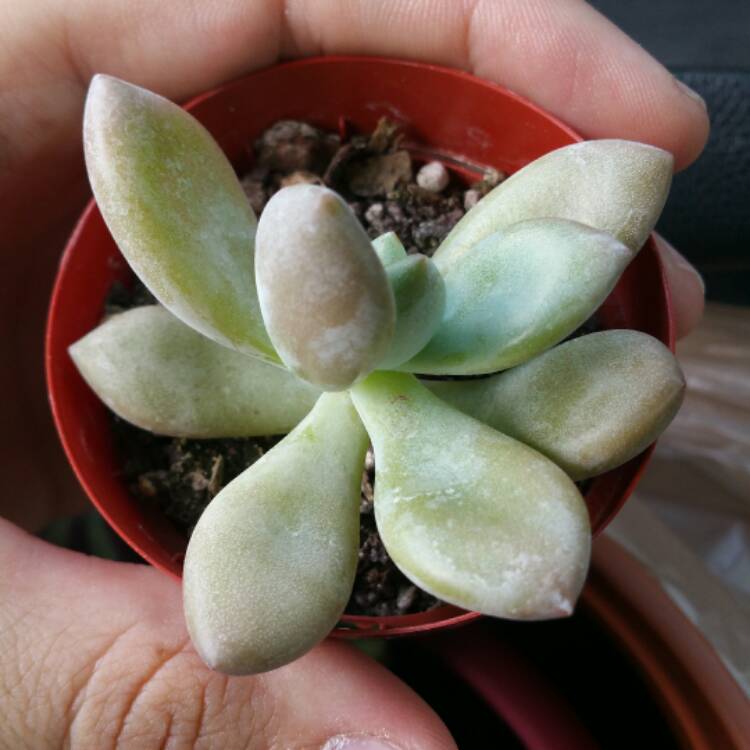 plant image 509511