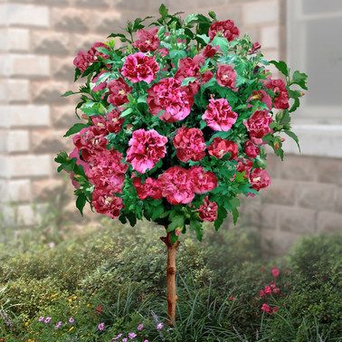 Plant image Hibiscus moscheutos 'Lord Baltimore'