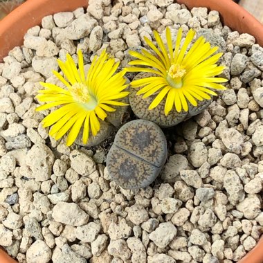 Living Stones 'Aucampiae'
