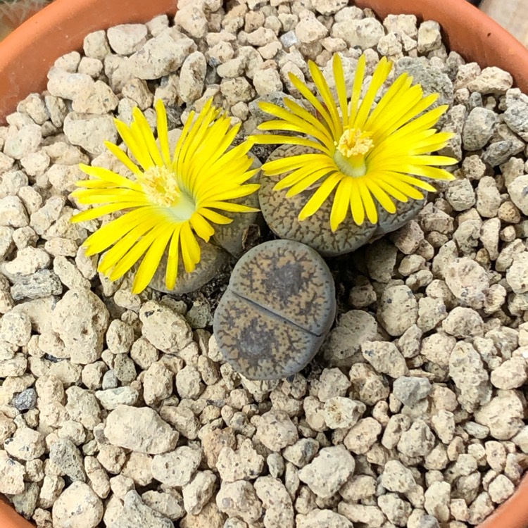 Plant image Lithops Aucampiae C004