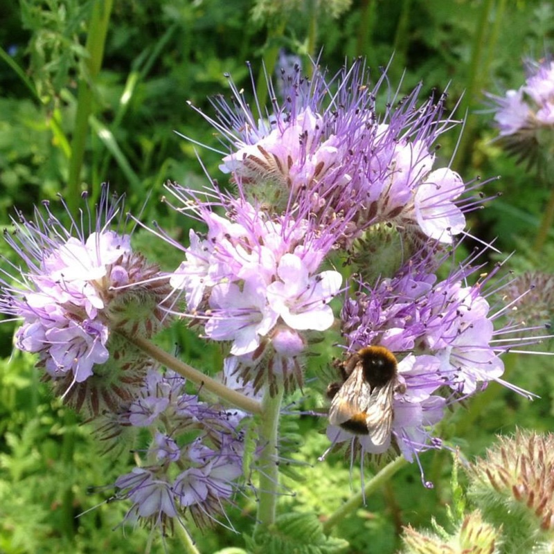 plant image 79452