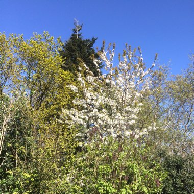 henrietta's garden
