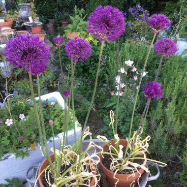 henrietta's garden