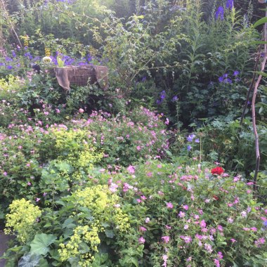 henrietta's garden