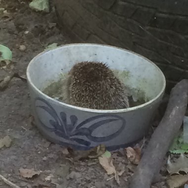 henrietta's garden