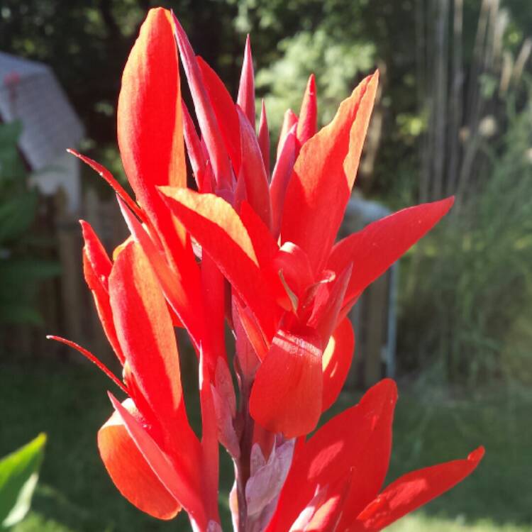 Plant image Alpinia Purpurata