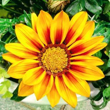 Gazania