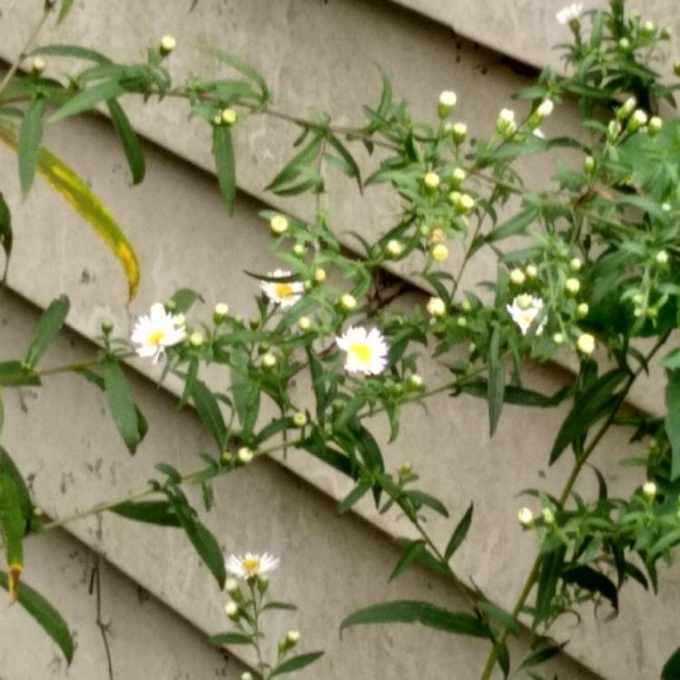 Plant image Aster alpinus 'Albus'