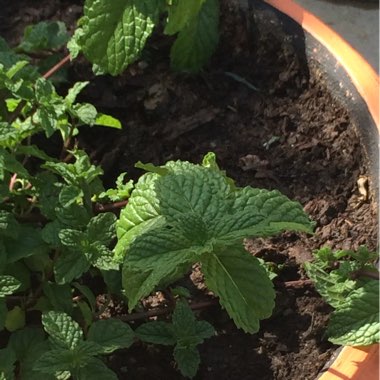 Apple Mint