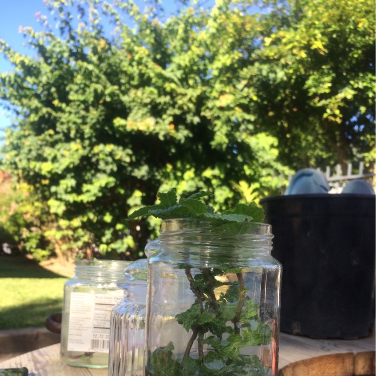 plant image 299310