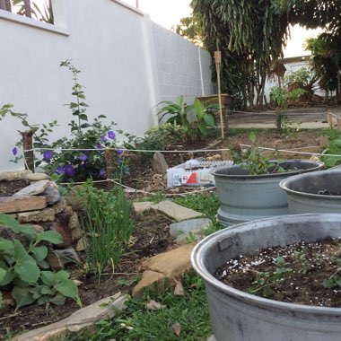 Nick's garden