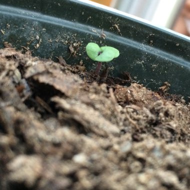 Purple Basil