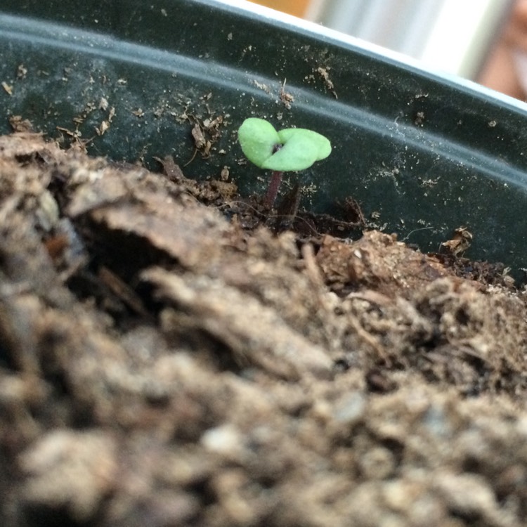 plant image 299347