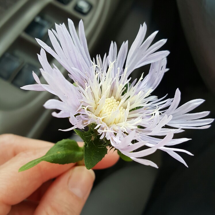 Plant image Stokesia laevis 'alba'
