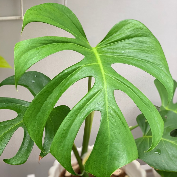 Plant image Monstera deliciosa 'Borsigiana Albovariegata' syn. Monstera borsigiana 'Albovariegata'